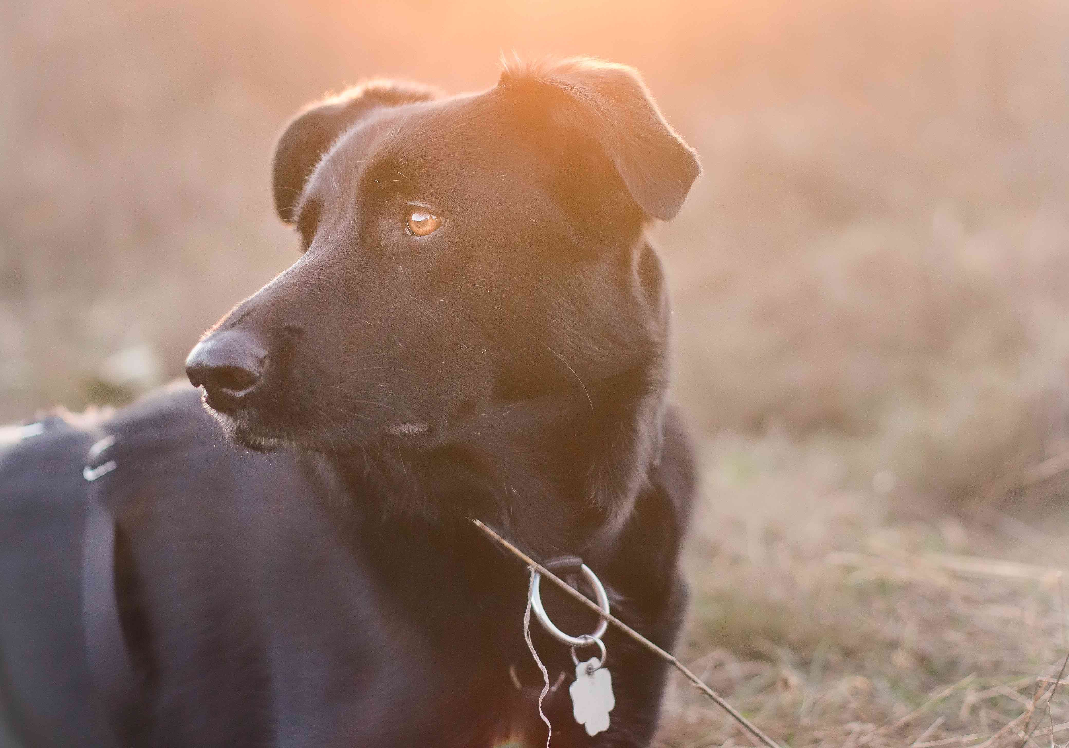 Schwarzer Hund sitzend