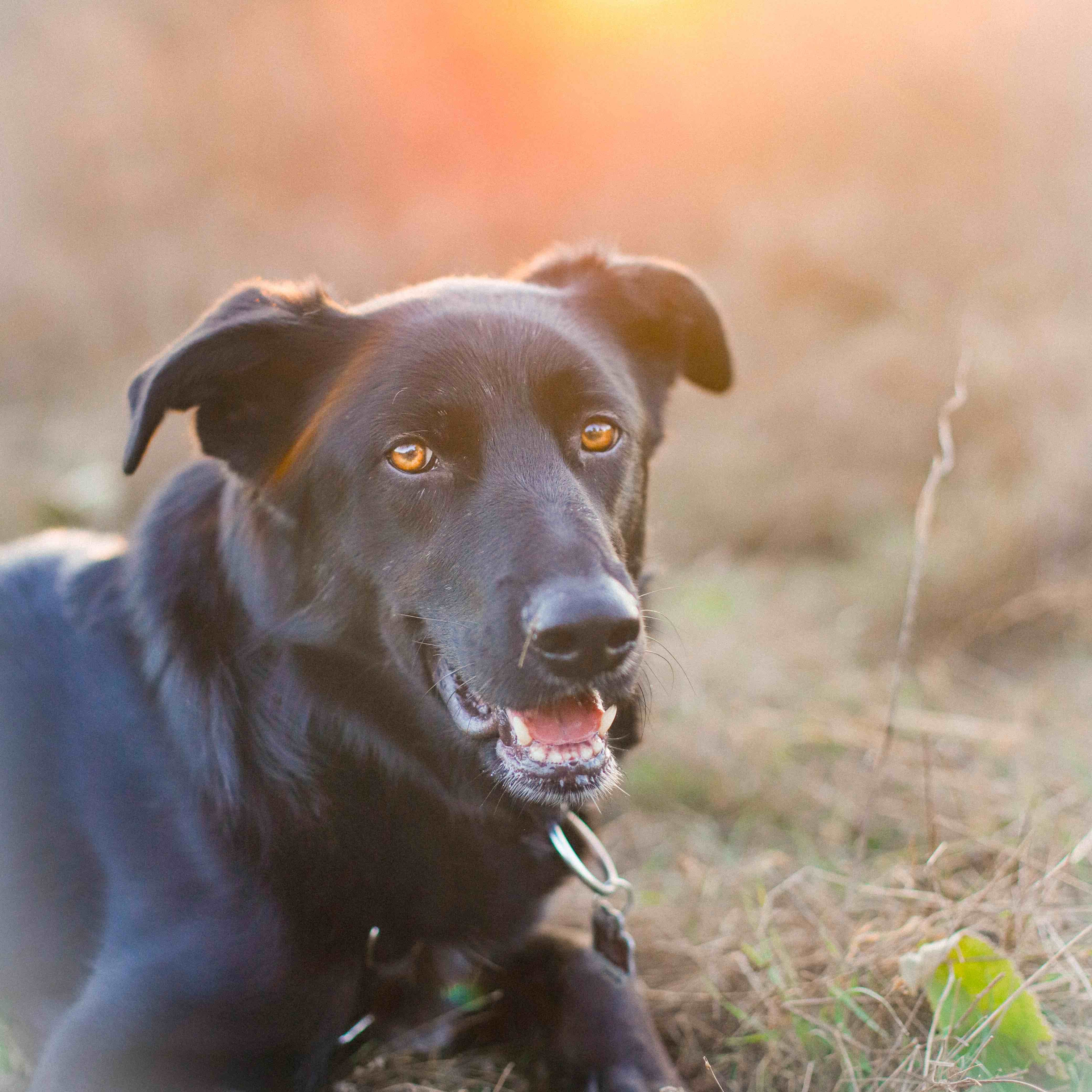 Schwarzer Hund sitzend